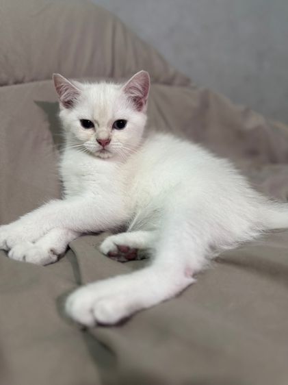 น้องแมว บริติชชอร์ตแฮร์ รูปที่ 2