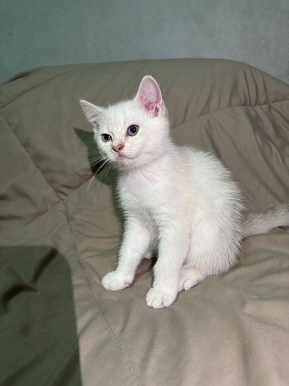 น้องแมว บริติชชอร์ตแฮร์ รูปที่ 4