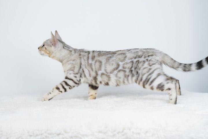 เหมา 2 แม่พันธุ์แมวเบงกอล รูปที่ 5