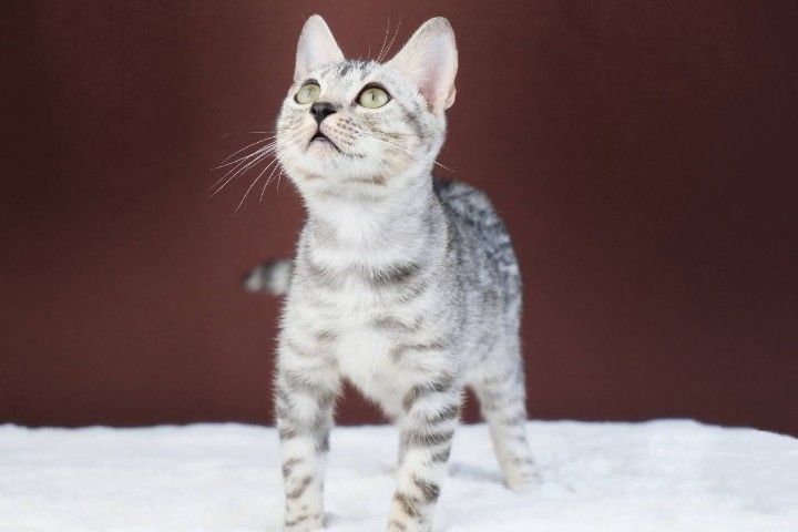 เหมา 2 แม่พันธุ์แมวเบงกอล รูปที่ 2