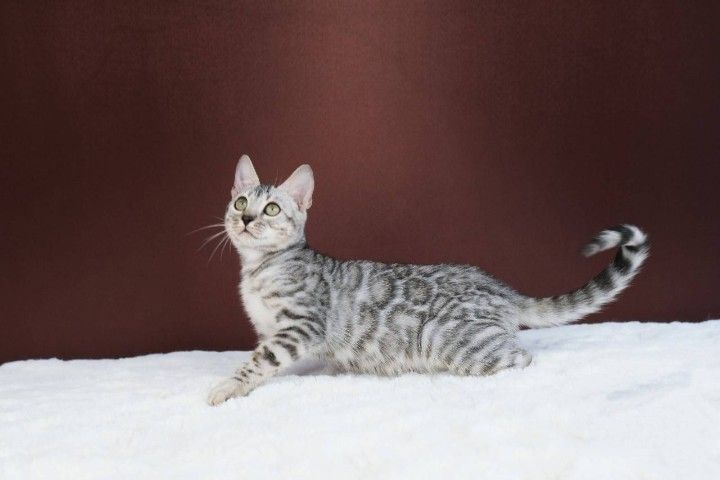 เหมา 2 แม่พันธุ์แมวเบงกอล