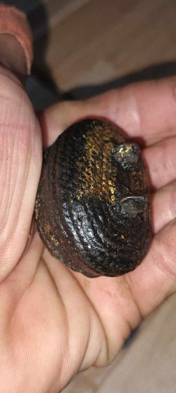 เบี้ยแก้(ไม่ทราบที่) รูปที่ 3