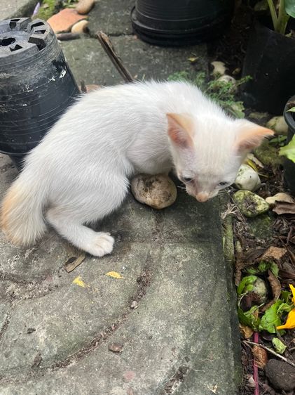 แมวไทยมงคลเพศผู้อายุ2 เดือนพร้อมย้าย กทม มีจุดรับฟรีจ้า รูปที่ 7