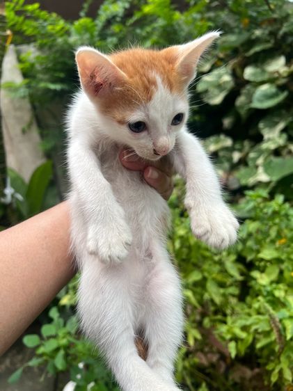 แมวไทยมงคลเพศผู้อายุ2 เดือนพร้อมย้าย กทม มีจุดรับฟรีจ้า รูปที่ 5