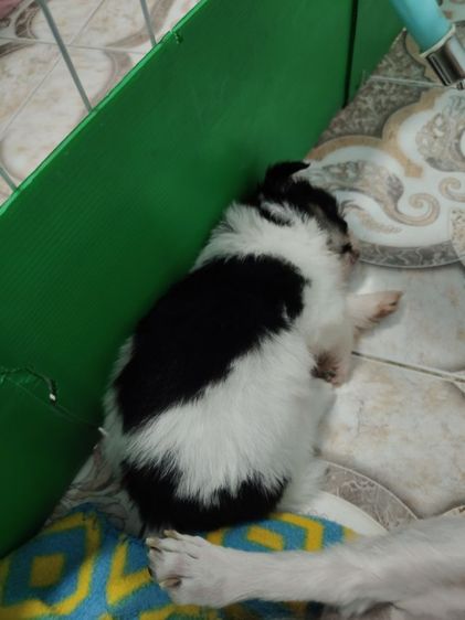 ชิสุแท้ รูปที่ 6