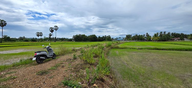 📢ที่ดินสวย🎯วิวภูเขา⛰ทุ่งนาป่าตาล🌴บรรยากาศดี🏞อุดมสมบูรณ์ 🌟2ไร่2งาน24ตรว.👑 ในชุมชน🧘ติดถนน🏡หมู่บ้าน ใกล้ไฟฟ้า🛜ประปา🌊คลอง🏧สาธารณูปโภค รูปที่ 3