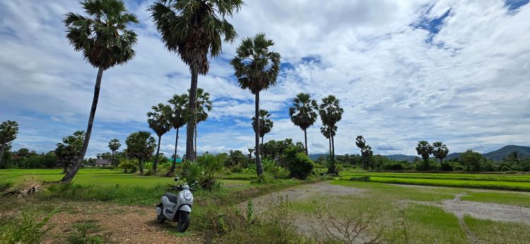 📢ที่ดินสวย🎯วิวภูเขา⛰ทุ่งนาป่าตาล🌴บรรยากาศดี🏞อุดมสมบูรณ์ 🌟2ไร่2งาน24ตรว.👑 ในชุมชน🧘ติดถนน🏡หมู่บ้าน ใกล้ไฟฟ้า🛜ประปา🌊คลอง🏧สาธารณูปโภค รูปที่ 2