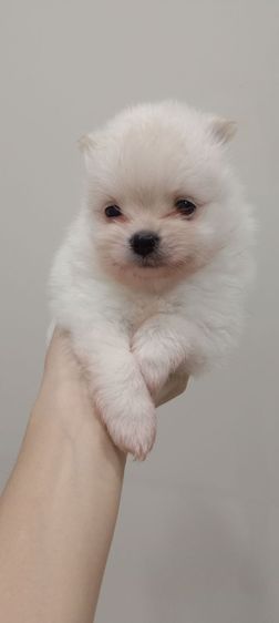 ปอมเมอเรเนียน (Pomeranian) เล็ก ปอมแท้💯🔥