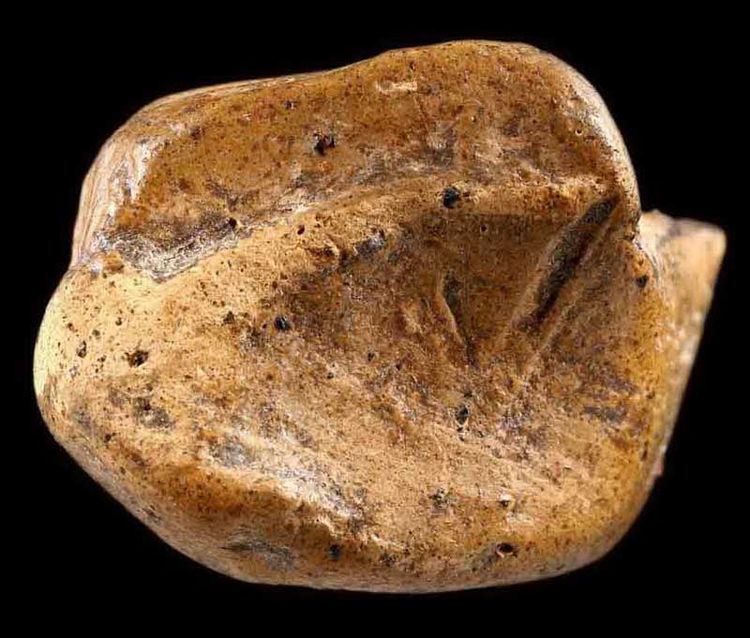 เขียวแพงแดงหายากพระคงกรุเก่า บิ่นตามภาพ ไม่มีหักอุดซ่อม รับประกันพระแท้ครับท่าน รูปที่ 5