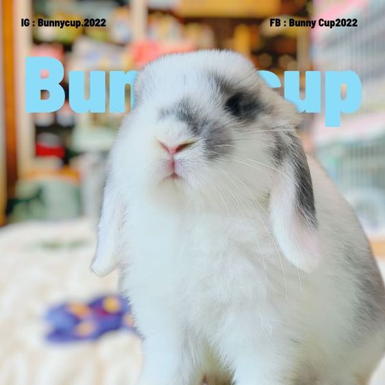 กระต่าย Hl รูปที่ 10