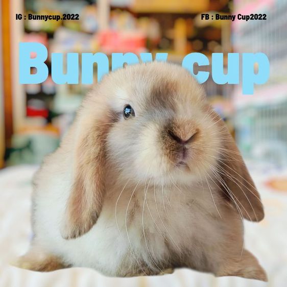 กระต่าย Hl รูปที่ 16