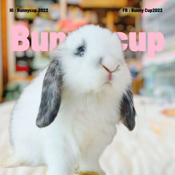 กระต่าย Hl รูปที่ 17