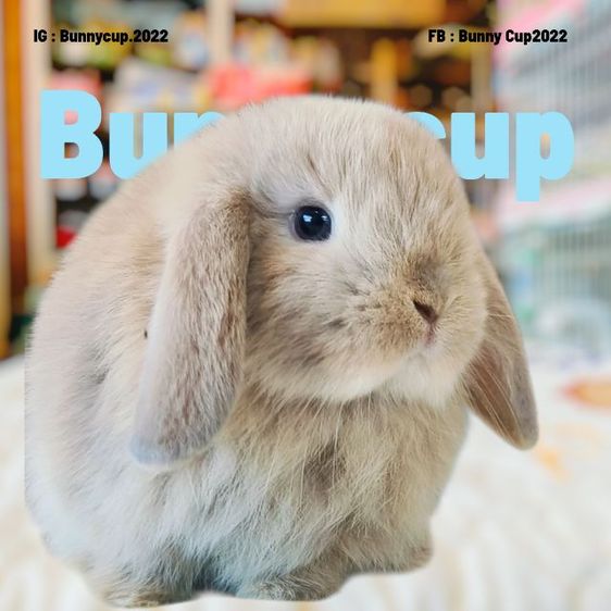 กระต่าย Hl รูปที่ 14