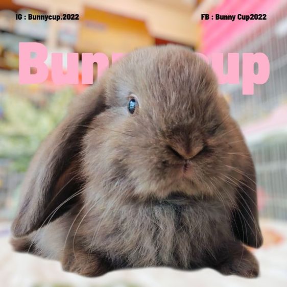 กระต่าย Hl รูปที่ 4