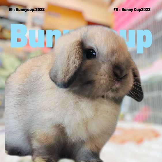 กระต่าย Hl