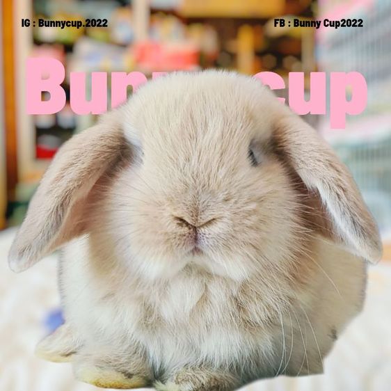 กระต่าย Hl รูปที่ 9