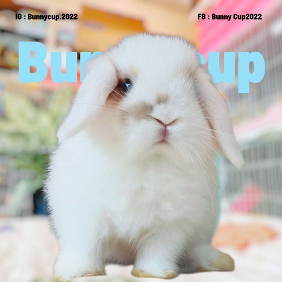 กระต่าย Hl รูปที่ 2