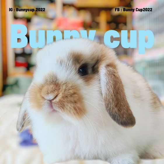 กระต่าย Hl รูปที่ 13