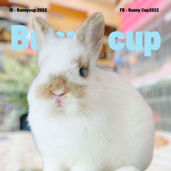 กระต่าย ND รูปที่ 4