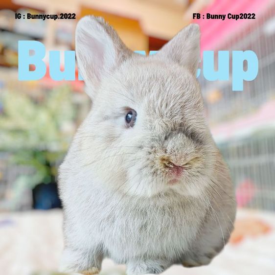 กระต่าย ND รูปที่ 8