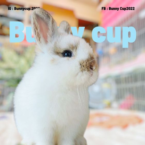 กระต่าย ND รูปที่ 2