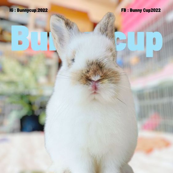 กระต่าย ND รูปที่ 6