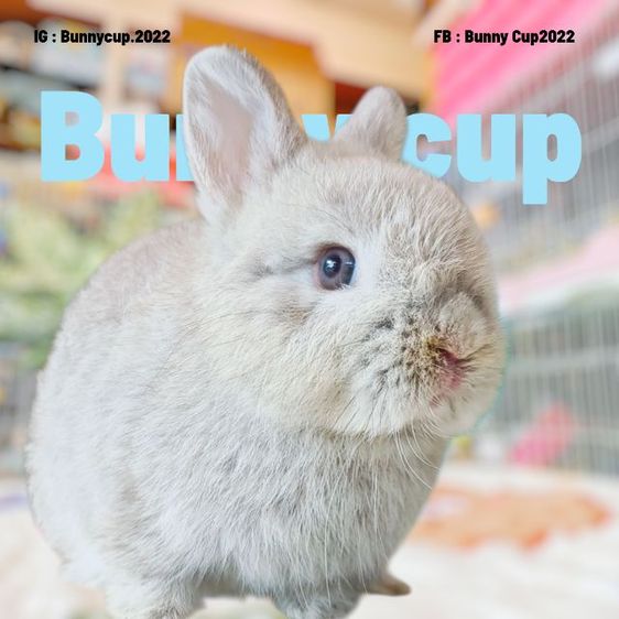 กระต่าย ND รูปที่ 3