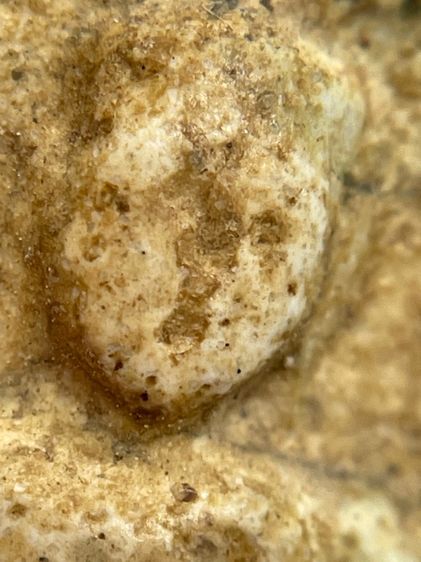 พระขุนแผนพรายกุมารหลวงปู่ทิม วัดละหารไร่ จ.ระยอง เนื้อสีขาวหลังฝังพลอย รูปที่ 9