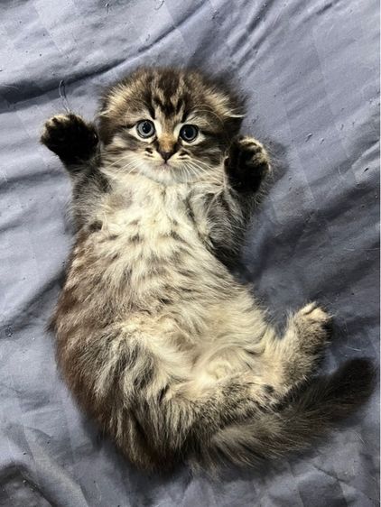 ลูกแมวสก็อตติช