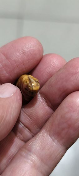 ไม้วัดขนาดเก่าๆ รูปที่ 12