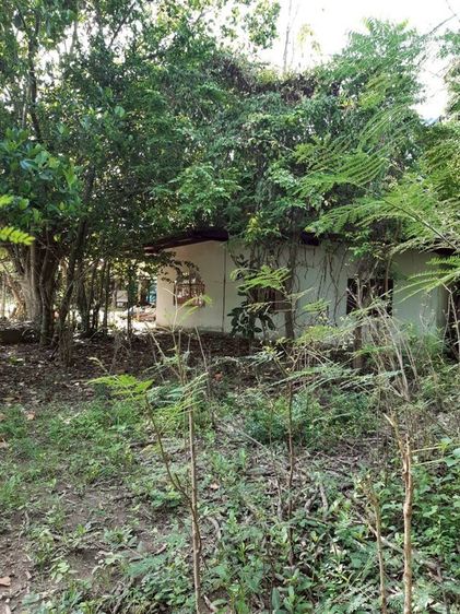 ไม่มี สร้างเสร็จก่อน 2010 ไม่ใช่ ขายที่ดินพร้อมบ้าน2ชั้น 2ไร่เศษๆใกล้แก่งกระจาน รูปที่ 4