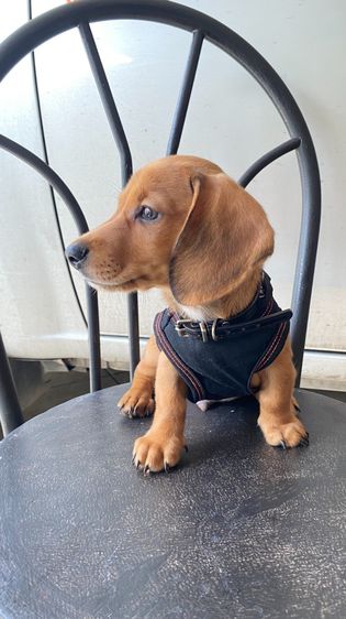 ดช.ดัชชุน มินิ รูปที่ 2