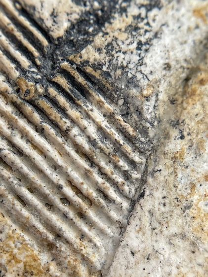 พระสมเด็จวัดระฆังพิมพ์ใหญ่สังฆาฏิหลังเจดีย์  รูปที่ 13