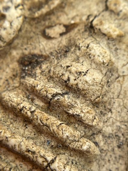 พระสมเด็จวัดระฆังทเจดีย์แหวกม่านไม่ตัดขอบเนื้อหาเก่าสวยเป็นธรรมชาติมีน้อยหายากน่าเก็บสะสม รูปที่ 8