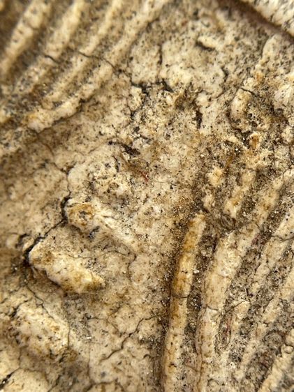 พระสมเด็จวัดระฆังทเจดีย์แหวกม่านไม่ตัดขอบเนื้อหาเก่าสวยเป็นธรรมชาติมีน้อยหายากน่าเก็บสะสม รูปที่ 13