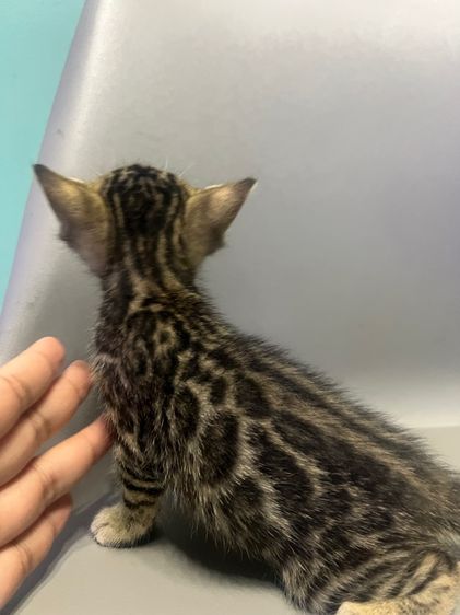 ❌ติดจอง❌ลูกแมวเบงกอลแท้เพศผู้ลายใหญ่ชัด กทม และใกล้เคียงส่งฟรี รูปที่ 6