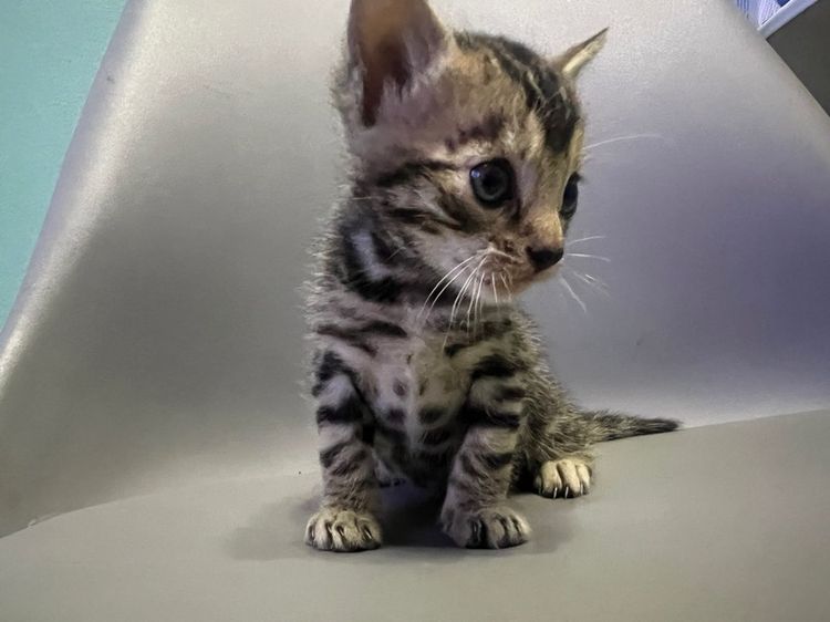 ❌ติดจอง❌ลูกแมวเบงกอลแท้เพศผู้ลายใหญ่ชัด กทม และใกล้เคียงส่งฟรี รูปที่ 2