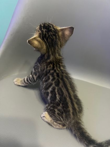 ❌ติดจอง❌ลูกแมวเบงกอลแท้เพศผู้ลายใหญ่ชัด กทม และใกล้เคียงส่งฟรี รูปที่ 5