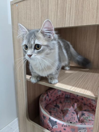 แมวมันช์กิ้นขาสั้น รูปที่ 7