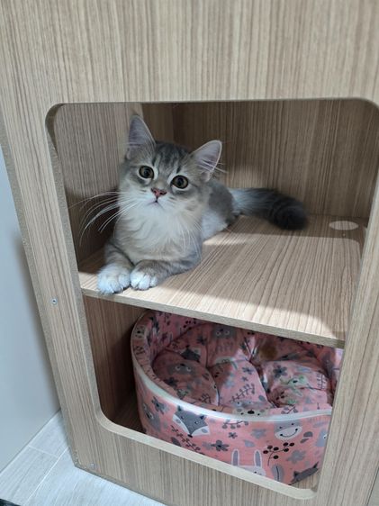 แมวมันช์กิ้นขาสั้น รูปที่ 8