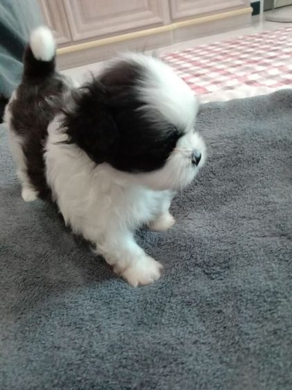 น้องๆปอมผสมชิจ้า รูปที่ 4