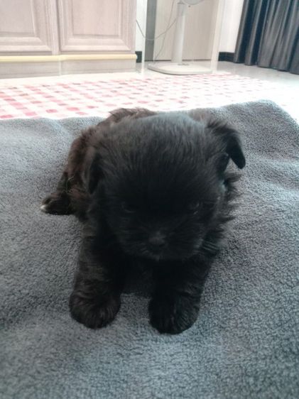 น้องๆปอมผสมชิจ้า รูปที่ 9