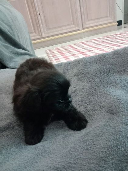 น้องๆปอมผสมชิจ้า รูปที่ 10