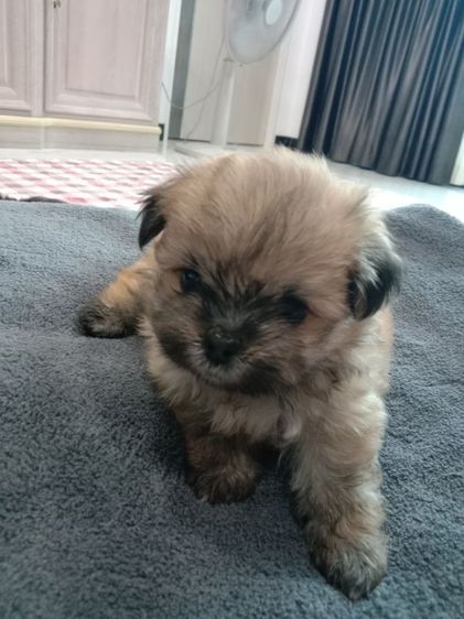 น้องๆปอมผสมชิจ้า รูปที่ 8