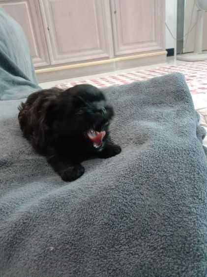 น้องๆปอมผสมชิจ้า รูปที่ 11