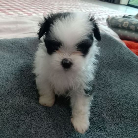 ปอมเมอเรเนียน (Pomeranian) เล็ก น้องๆปอมผสมชิจ้า
