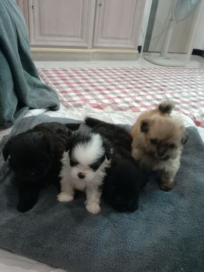 น้องๆปอมผสมชิจ้า รูปที่ 14