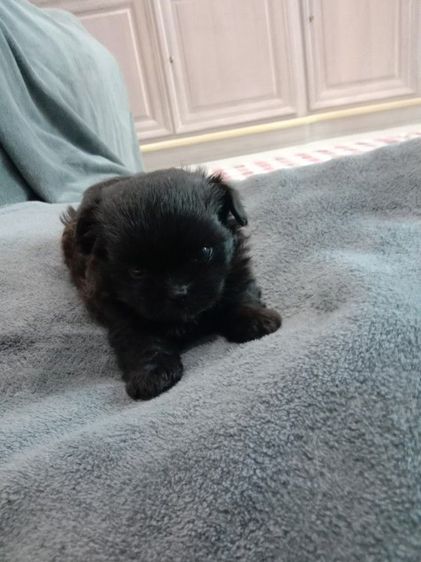 น้องๆปอมผสมชิจ้า รูปที่ 13