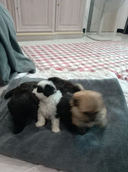 น้องๆปอมผสมชิจ้า รูปที่ 15