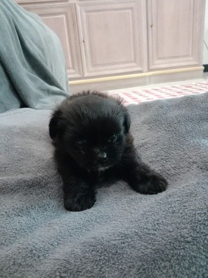 น้องๆปอมผสมชิจ้า รูปที่ 12